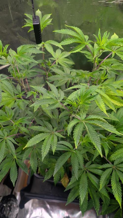 First US Premium try. Week 11