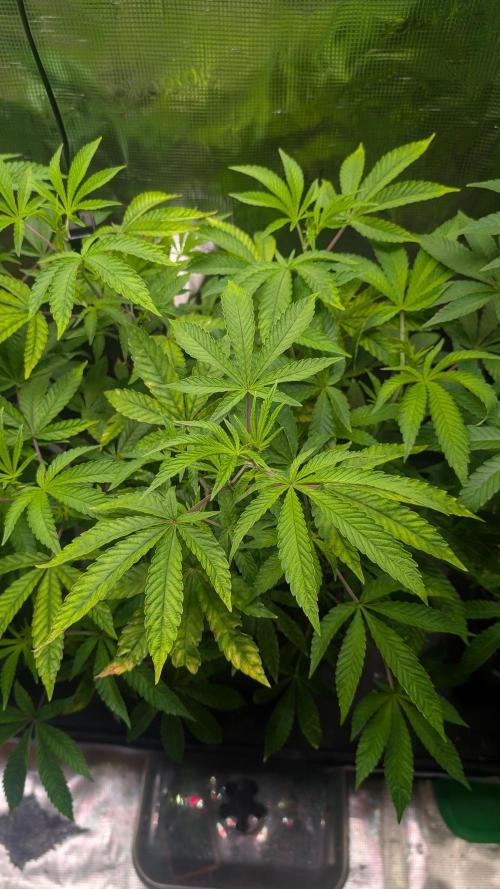 First US Premium try. Week 11