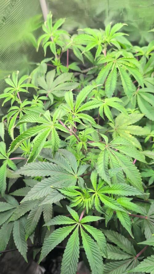 First US Premium try