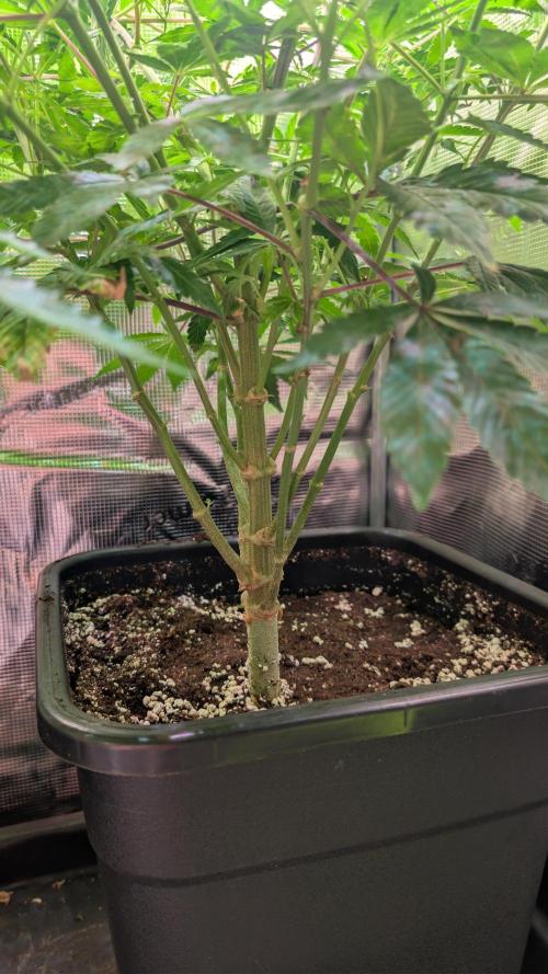 First US Premium try. Week 12