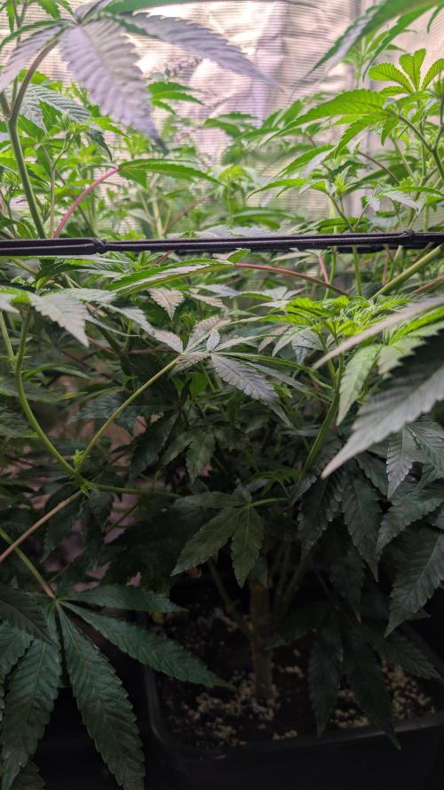 First US Premium try. Week 12