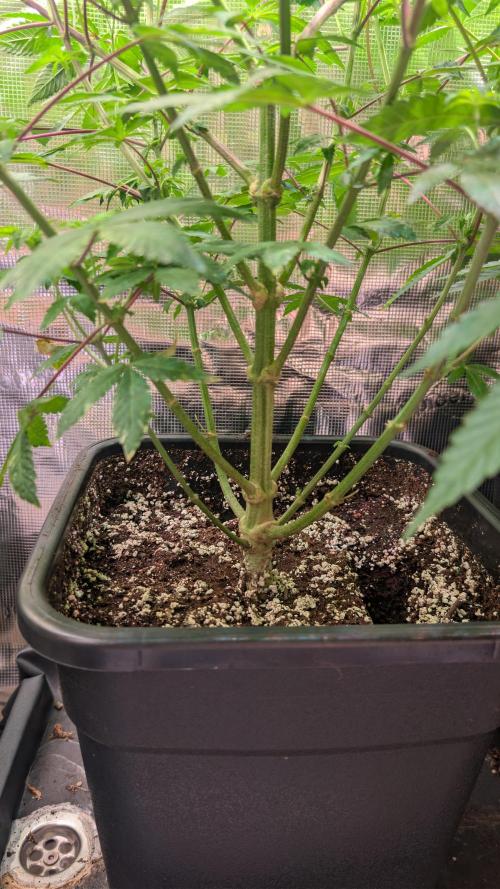 First US Premium try. Week 12