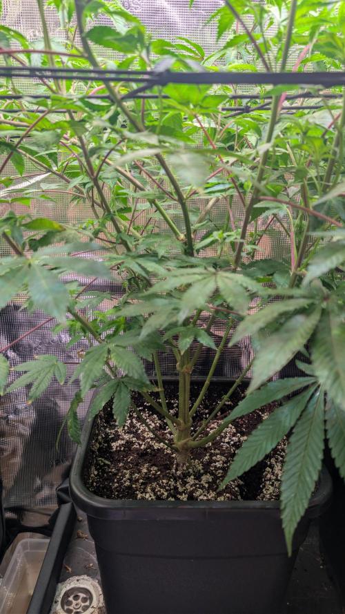 First US Premium try. Week 12