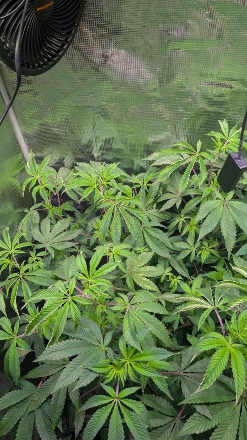 First US Premium try. Week 12