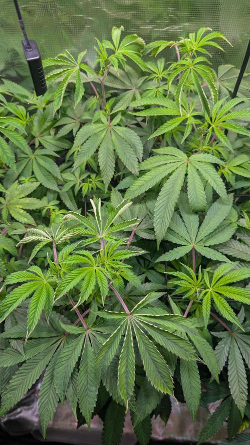 First US Premium try. Week 12