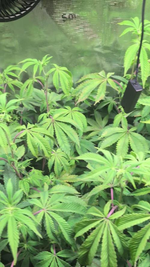 First US Premium try