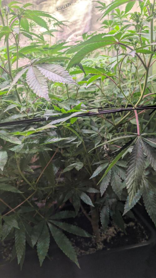 First US Premium try. Week 13