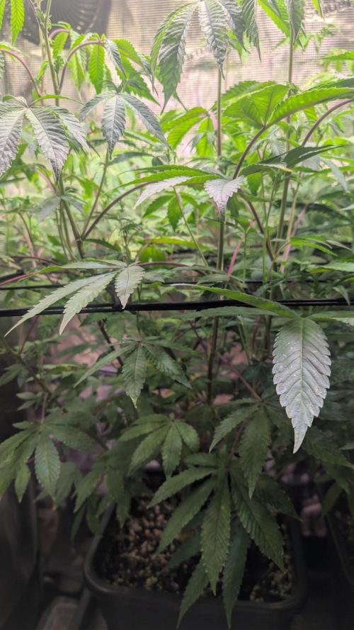 First US Premium try. Week 13