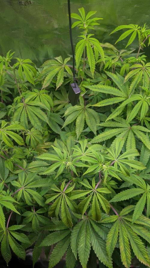 First US Premium try. Week 13