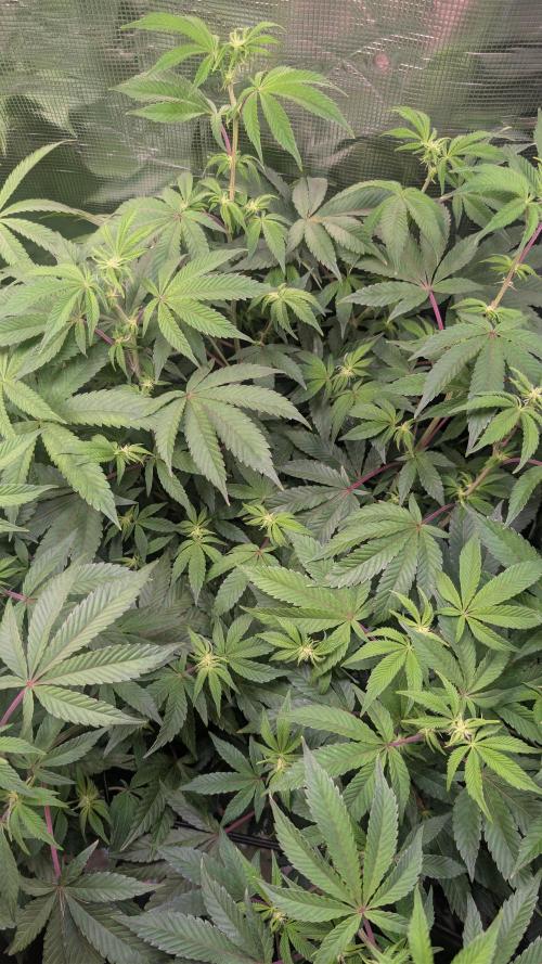 First US Premium try. Week 13