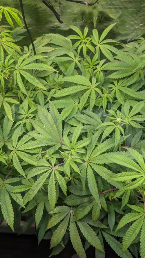 First US Premium try. Week 13