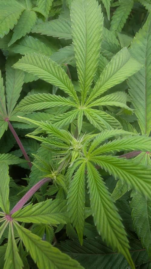 First US Premium try. Week 13