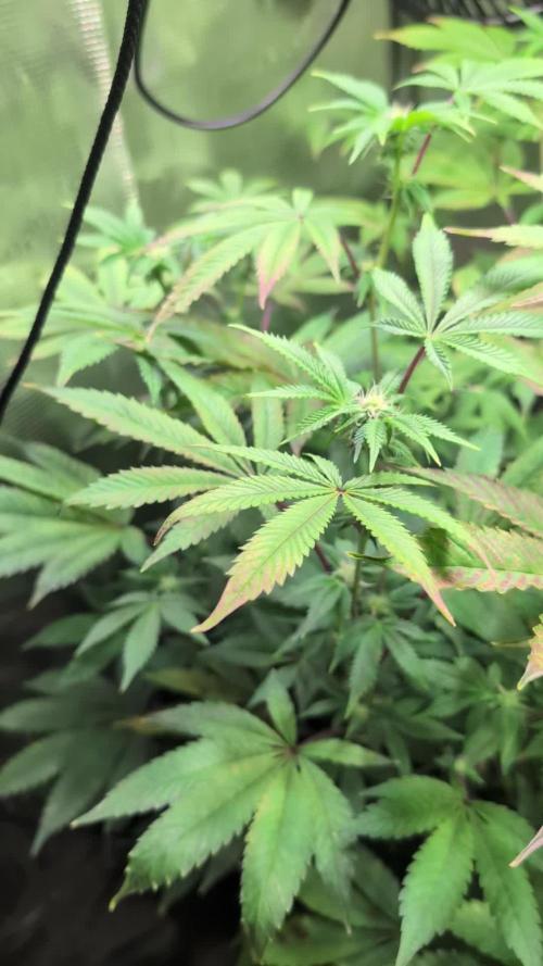 First US Premium try