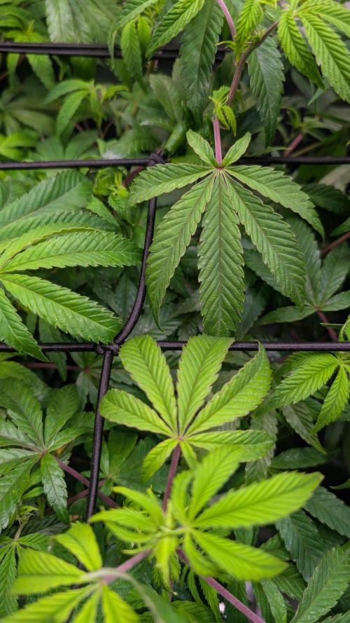 Happy Hour the Second. Week 2