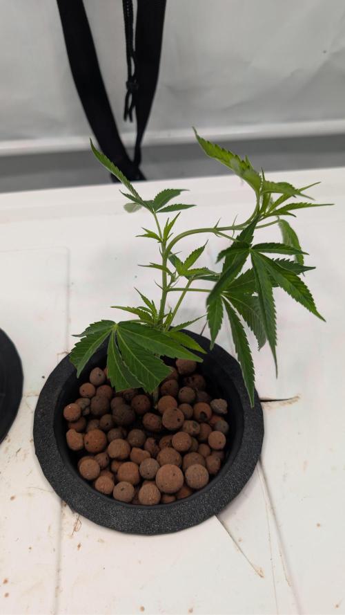 DWC Colorado. Week 1
