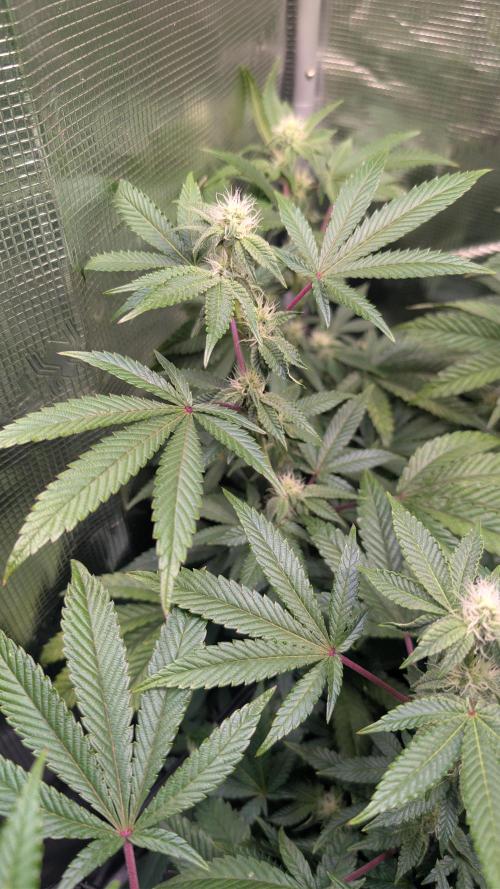 Happy Hour the Second. Week 4