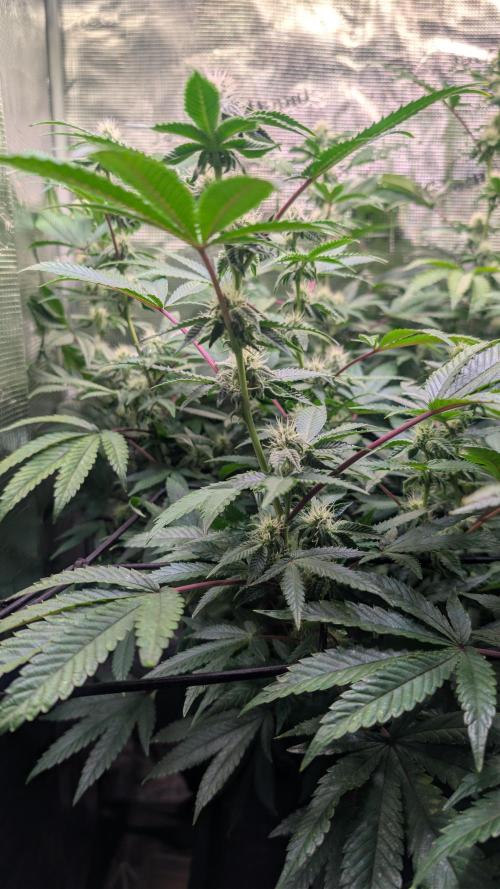 Happy Hour the Second. Week 4