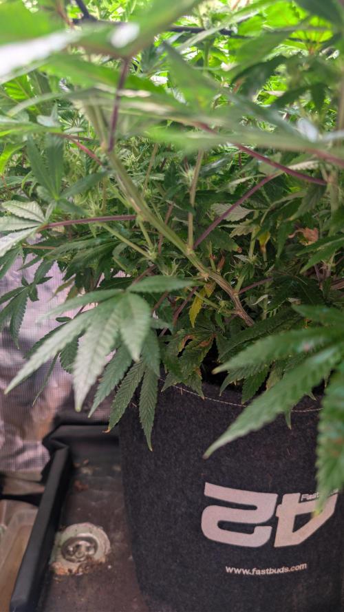 Happy Hour the Second. Week 4