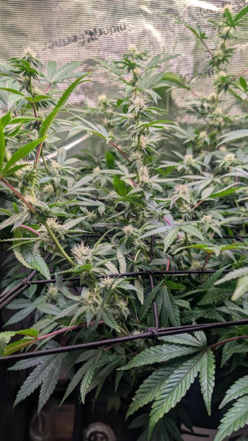 Happy Hour the Second. Week 4