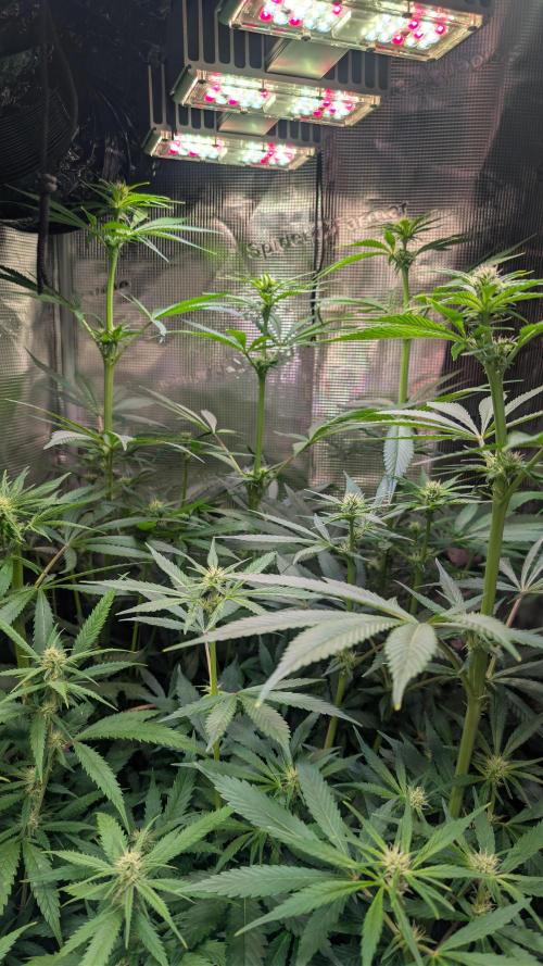 Deutsches Saatgut. Week 4
