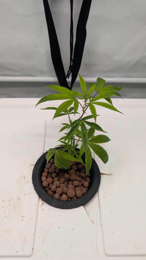 DWC Colorado. Week 2