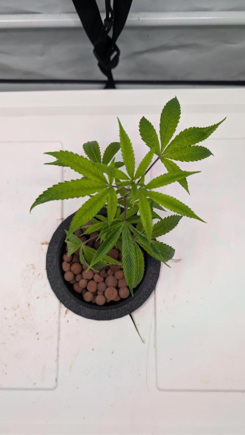 DWC Colorado. Week 2