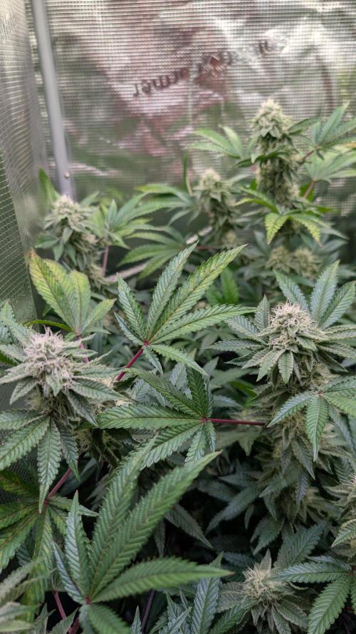 Happy Hour the Second. Week 6