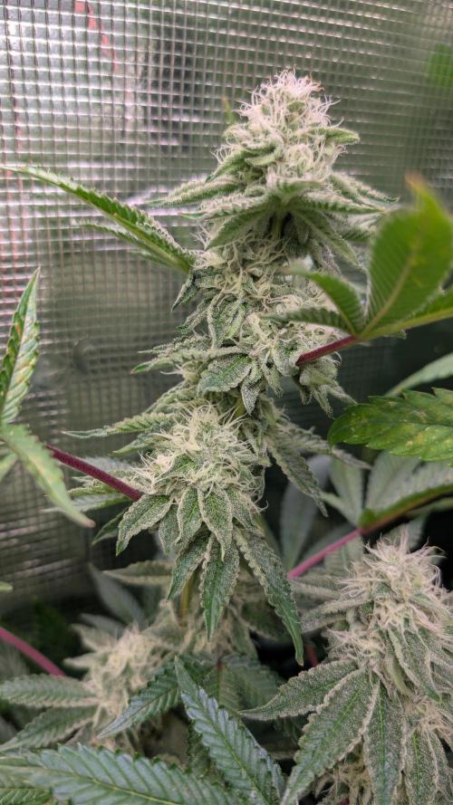 Happy Hour the Second. Week 6