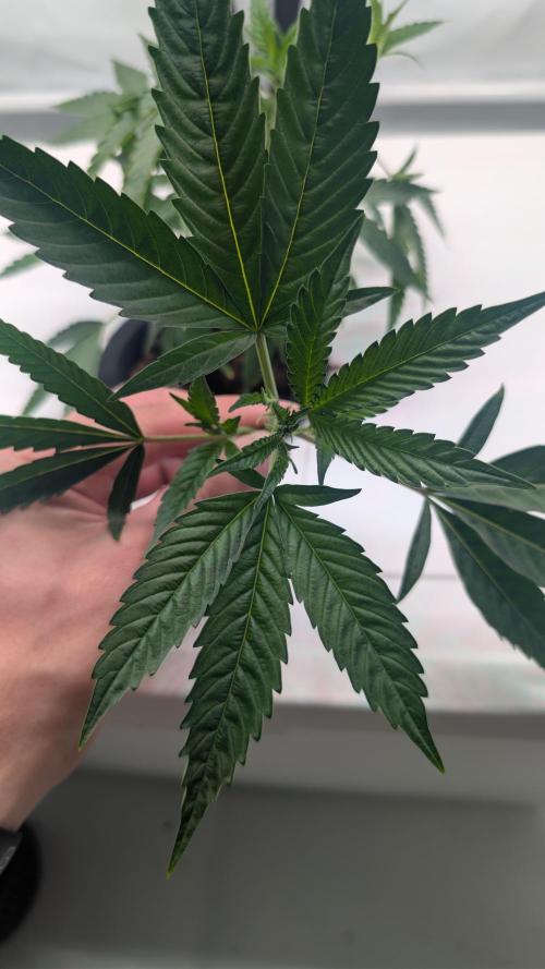 DWC Colorado. Week 3