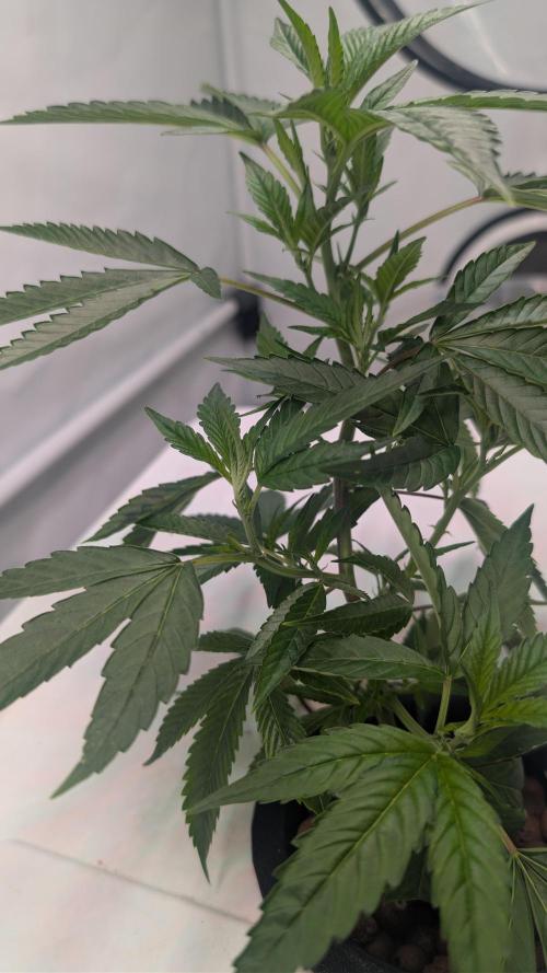 DWC Colorado. Week 3