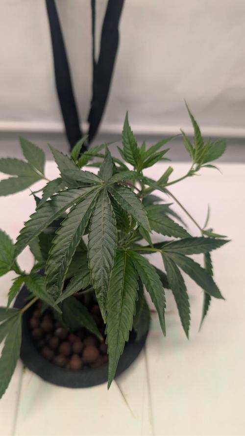 DWC Colorado. Week 3