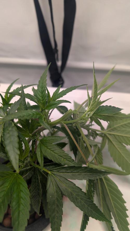 DWC Colorado. Week 3