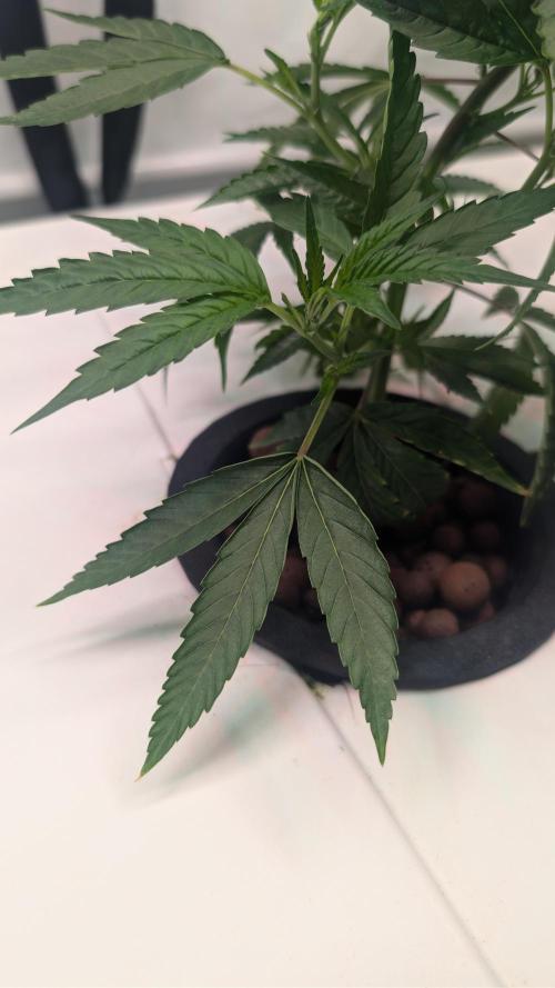 DWC Colorado. Week 3