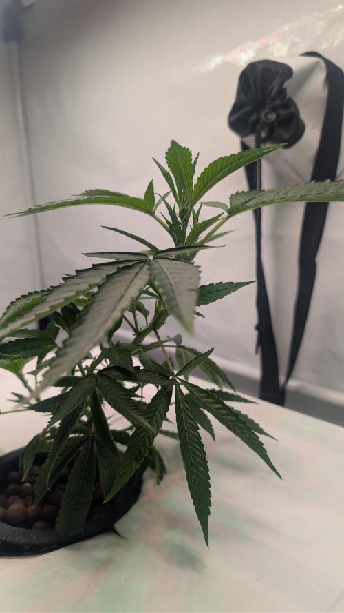 DWC Colorado. Week 3