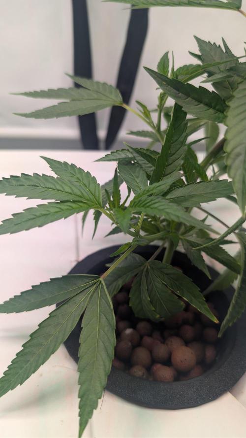 DWC Colorado. Week 3