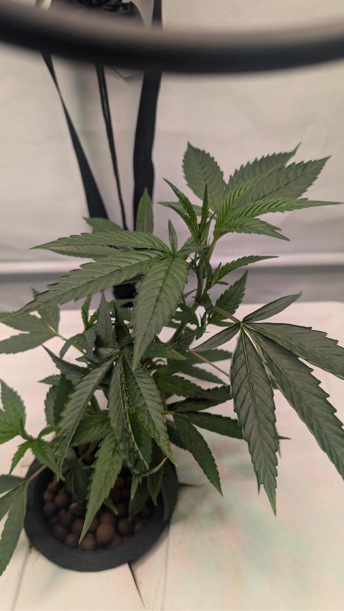 DWC Colorado. Week 3
