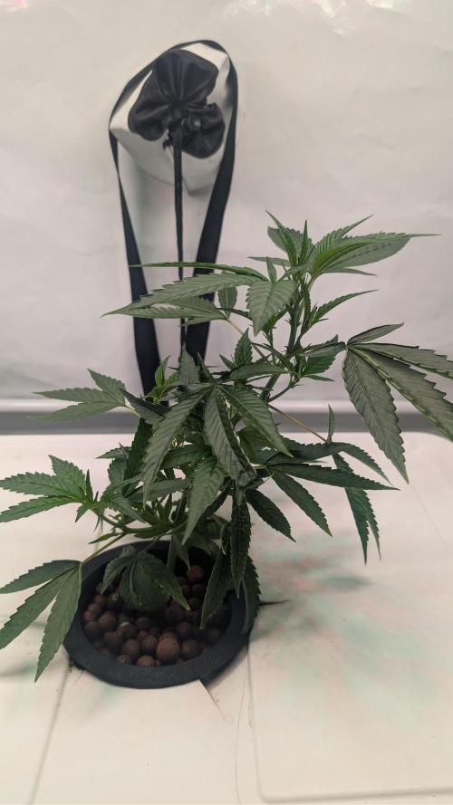 Colorado Nightshifter. Week 3
