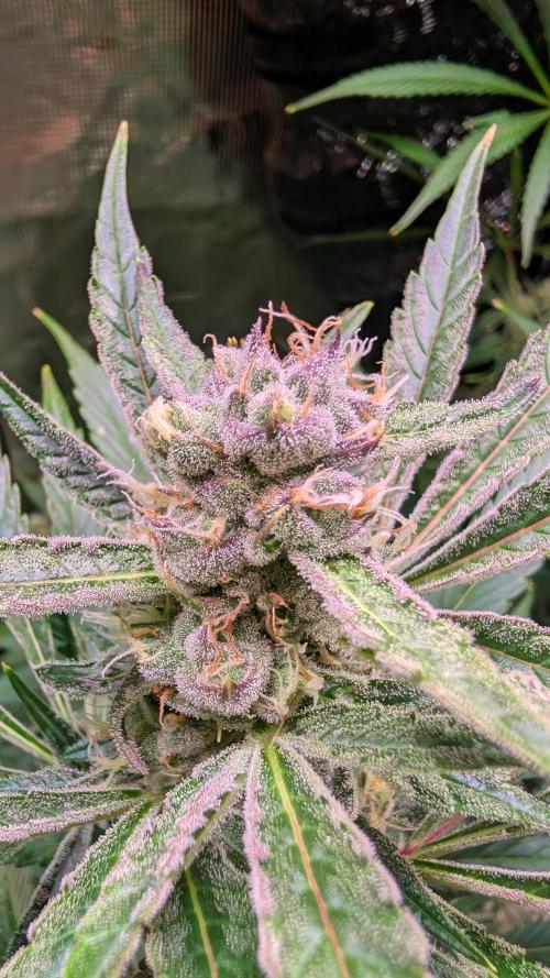 Pomelo. Week 6