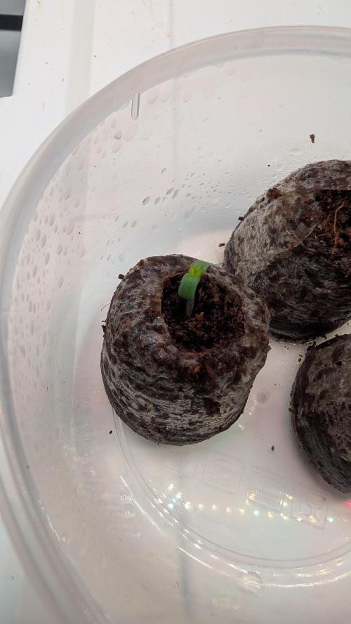 Coco Spritz. Week 0