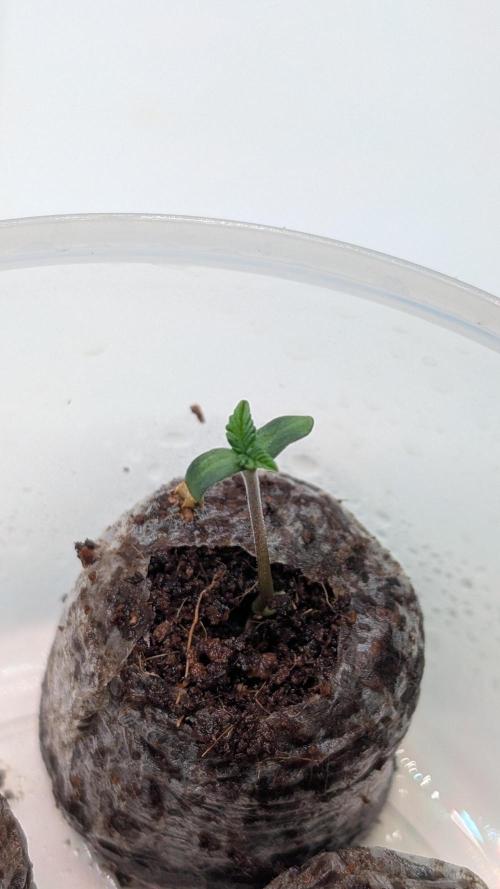 Coco Spritz. Week 0