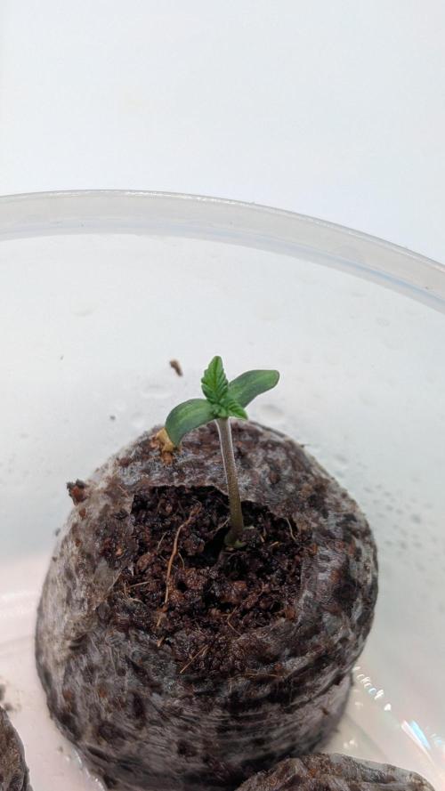 Coco Spritz. Week 0