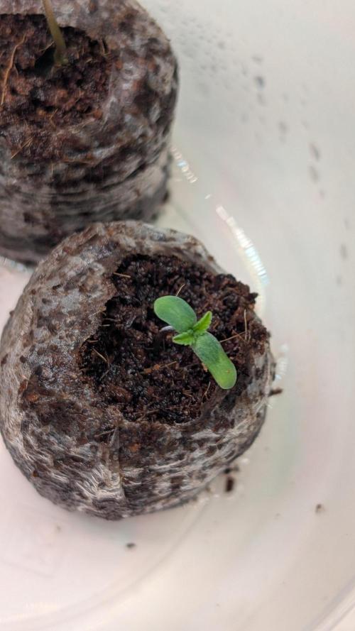 Coco Spritz. Week 0