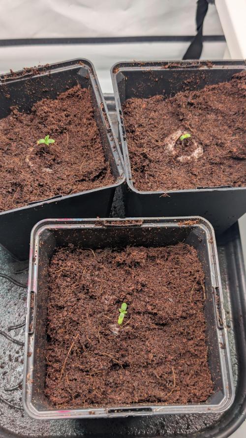Coco Spritz. Week 0
