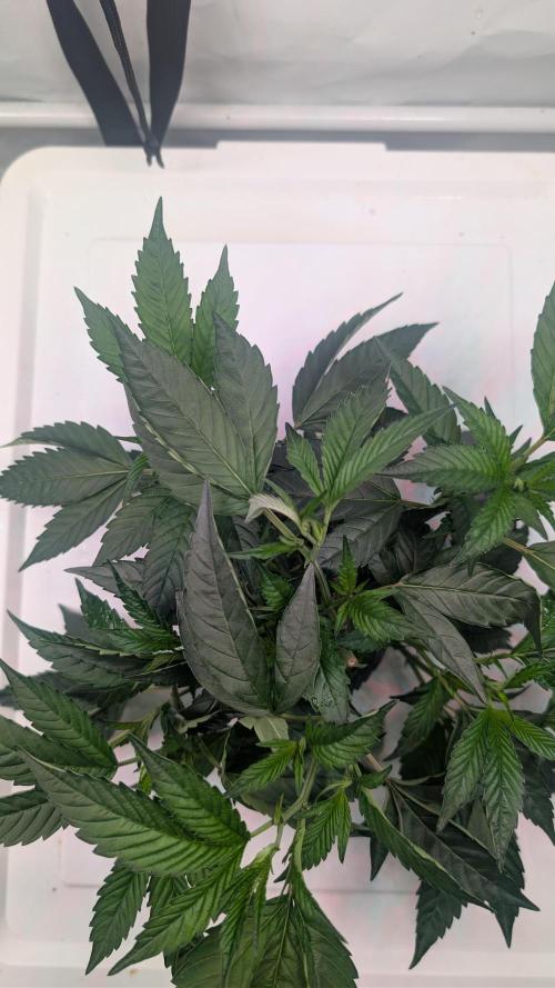 DWC Colorado. Week 4