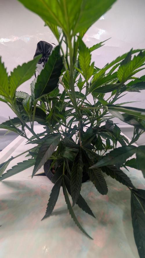 DWC Colorado. Week 4
