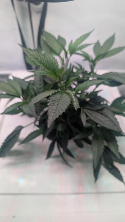 DWC Colorado. Week 4