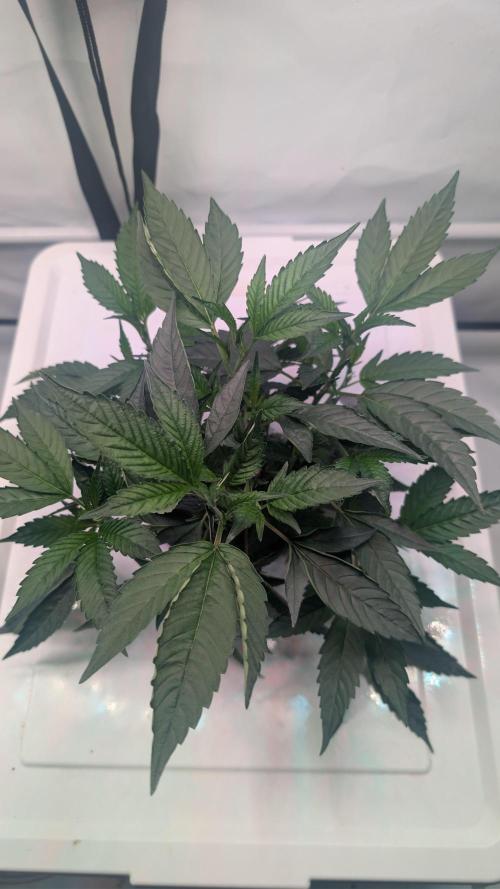 Colorado Nightshifter. Week 4