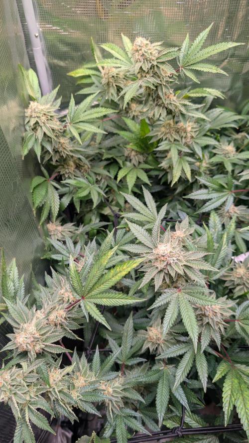 Happy Hour the Second. Week 7