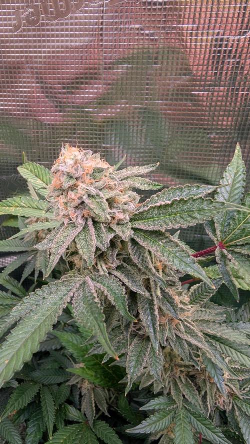 Happy Hour the Second. Week 7
