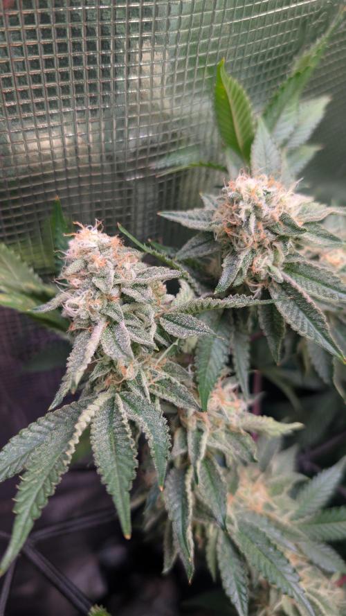 Happy Hour the Second. Week 7
